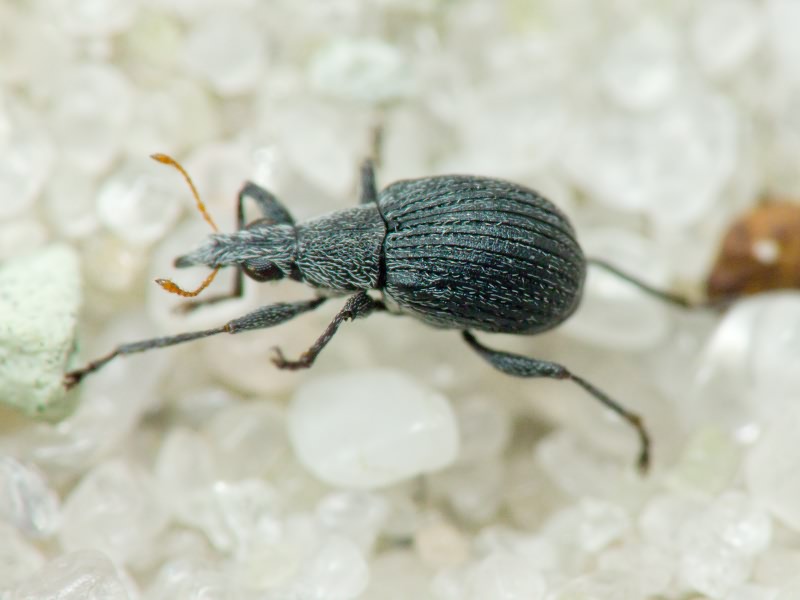 Oxystoma craccae (Linnaeus, 1767)